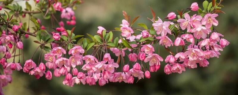 垂絲海棠什麼時候開花