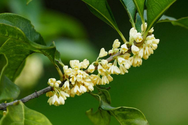 桂花盆栽怎麼養