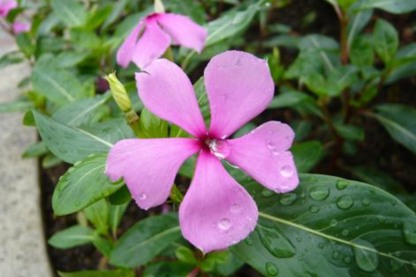 垂吊長春花的養殖方法