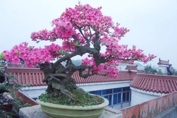 杜鵑花葉子幹枯怎麼辦