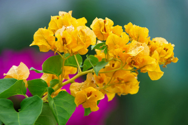 杜鵑花花苞幹了怎麼辦