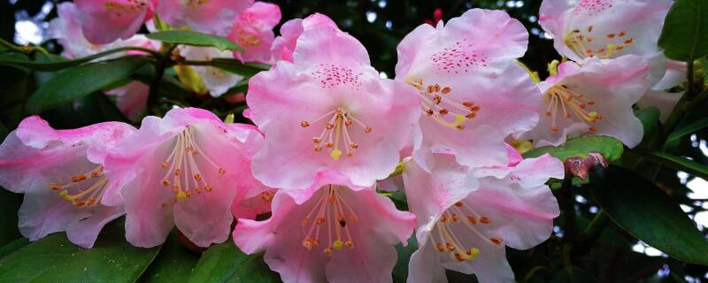 杜鵑花開花後怎麼修剪