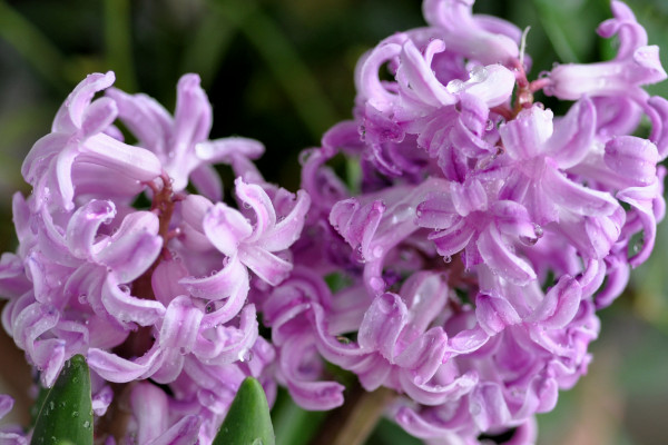 風信子開完花後怎麼處理