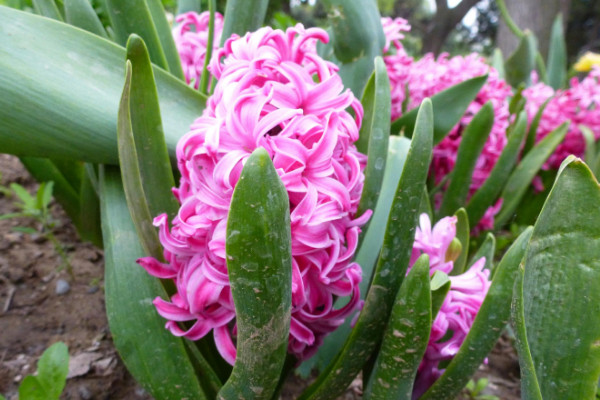 風信子開完花後怎麼處理