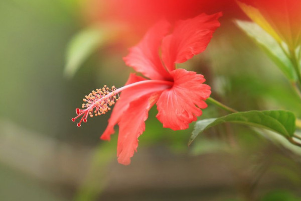 扶桑花什麼時候修剪