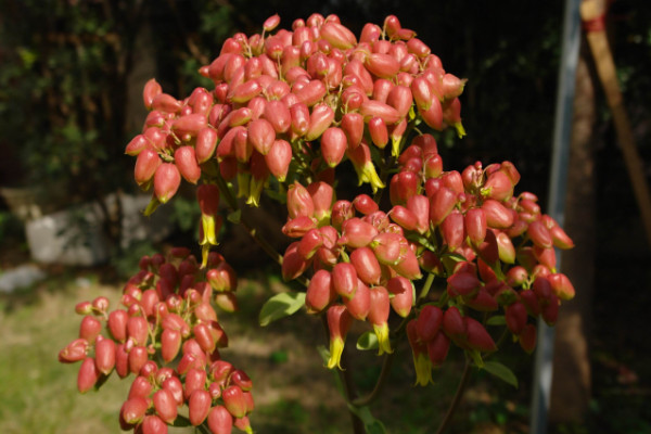 宮燈長壽花一年開幾次