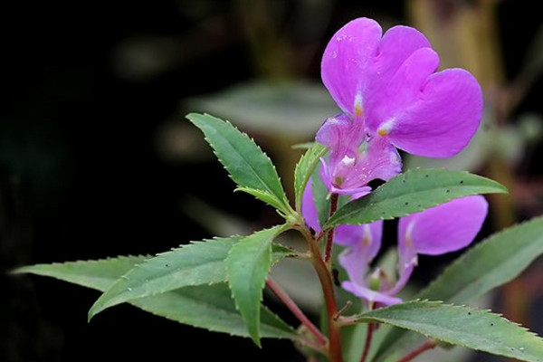 鳳仙花可以放室內嗎