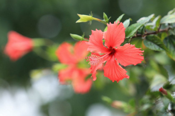 扶桑花什麼季節修剪好