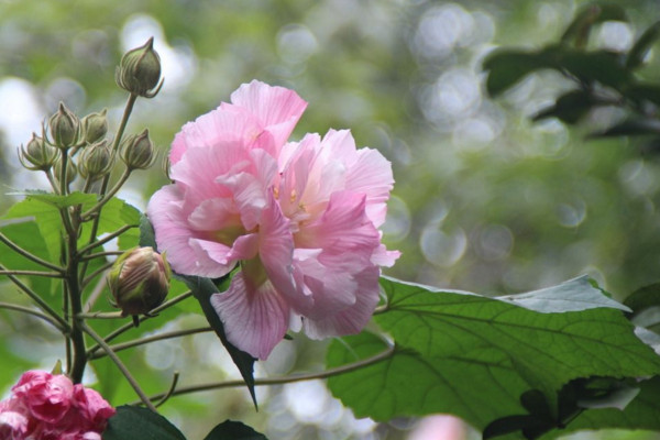 芙蓉花怎麼養