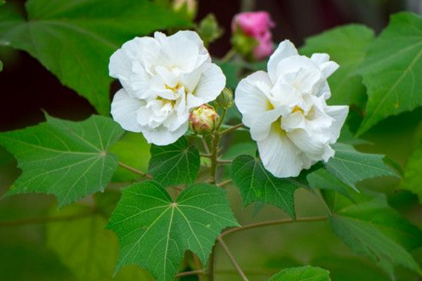 芙蓉花怎麼養