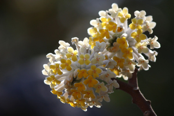 結香花花語