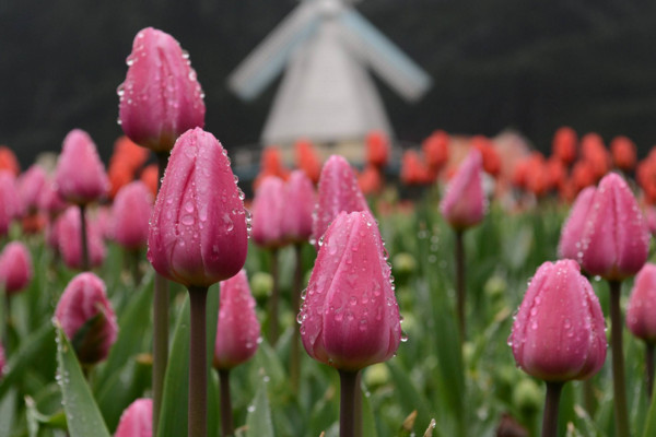 鬱金香花語