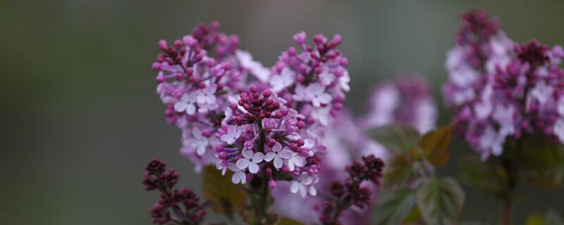 家裏種什麼花好