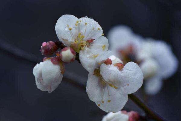 臘梅鮮切花怎麼養護