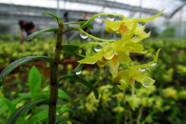 石斛花怎麼養