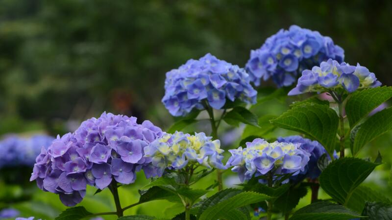 繡球花怎麼養