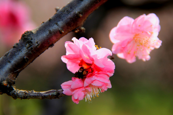 梅花放在哪裏比較好