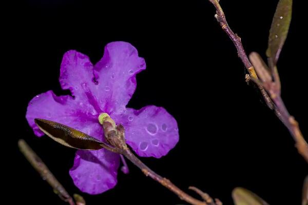 怎樣泡幹枝杜鵑才能開花