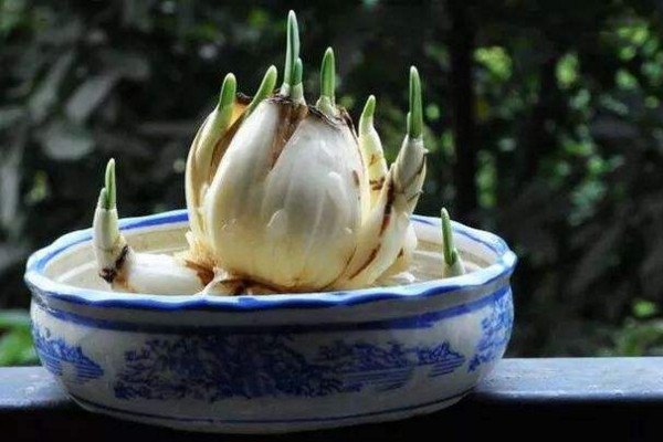 水仙花開完花怎麼處理