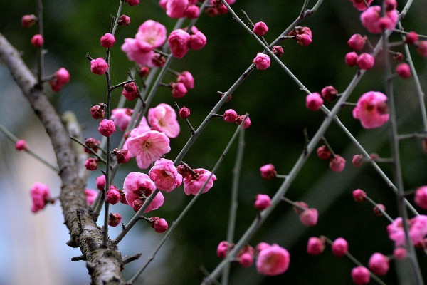 什麼花的花語是堅強