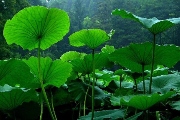 粽子葉是什麼植物的葉子