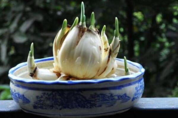 水仙花水培怎麼養殖