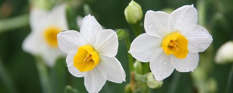 水仙花怎麼養殖方法