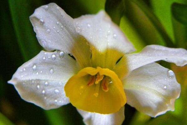 水仙花怎麼養殖方法