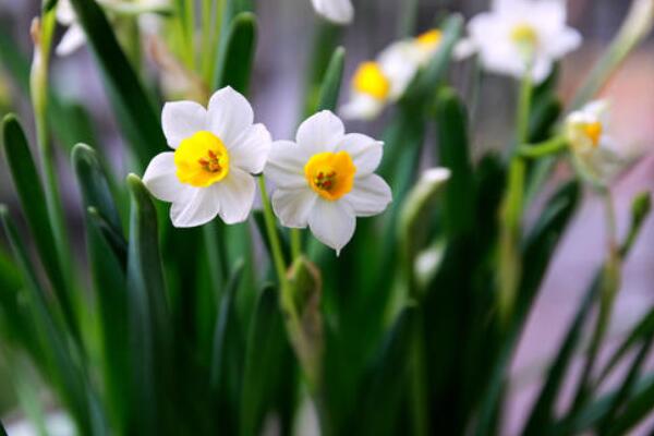 水仙花怎麼養殖方法