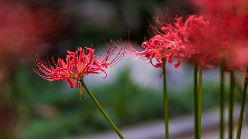 彼岸花的花語