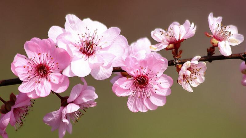 花中四君子指什麼