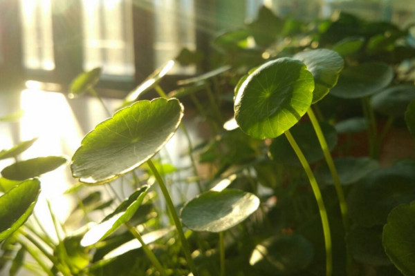 金錢草怎麼養