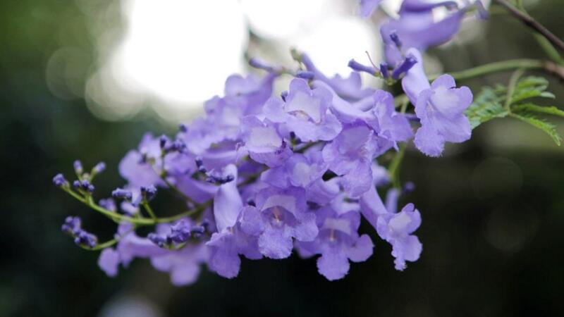 藍花楹花期什麼時候