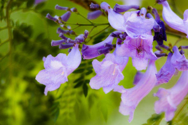 藍花楹花期什麼時候