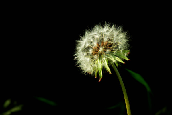 蒲公英的花語是什麼