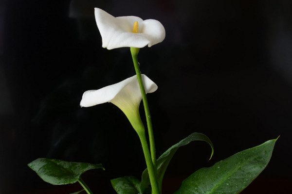 適合室內養的花