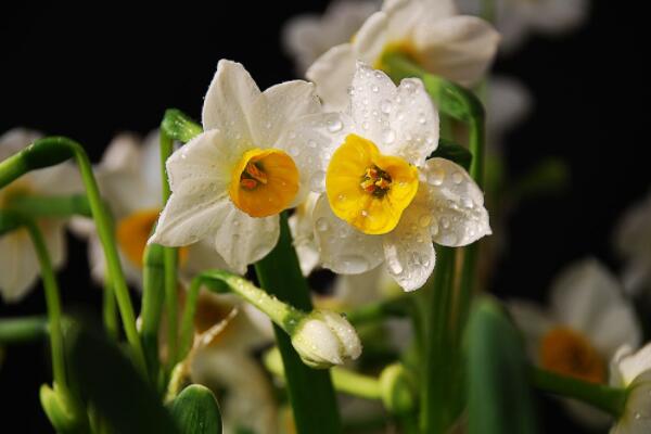 水仙開完花後怎麼保存