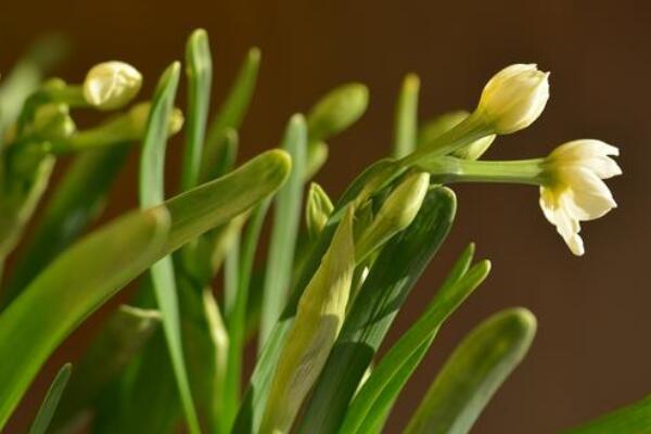 水仙開完花後怎麼保存