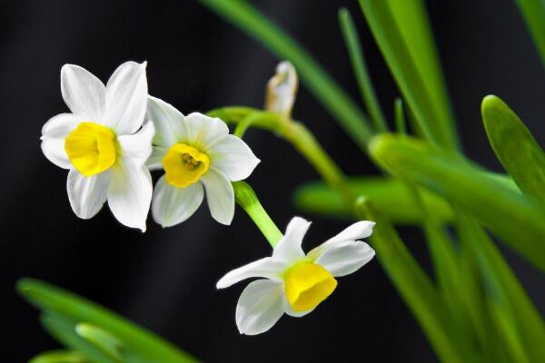 水仙花什麼時候開花