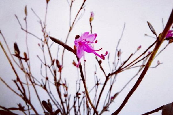 幹枝杜鵑多久開花