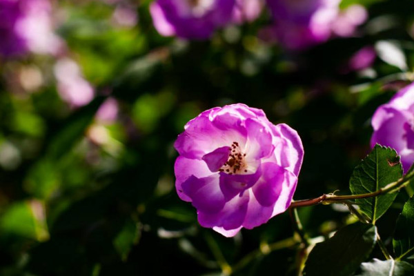 薔薇的花語 發財農業網