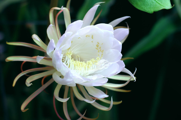 曇花什麼時候開花