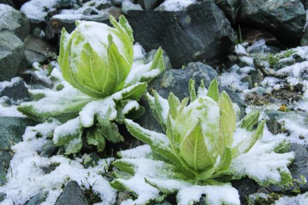 雪蓮花花語