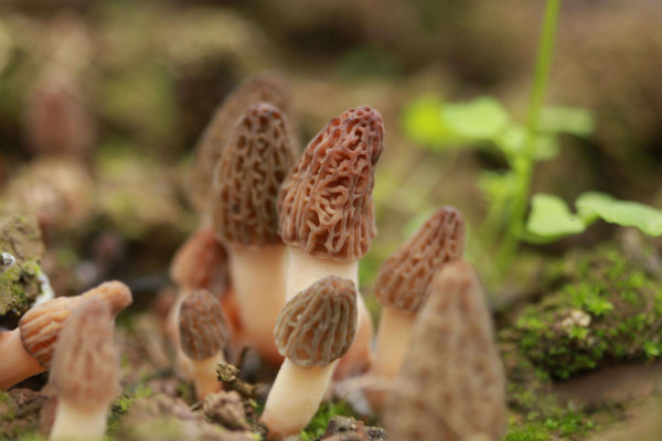 羊肚菌種植技術