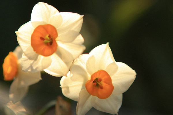 水仙花開完花後怎麼處理