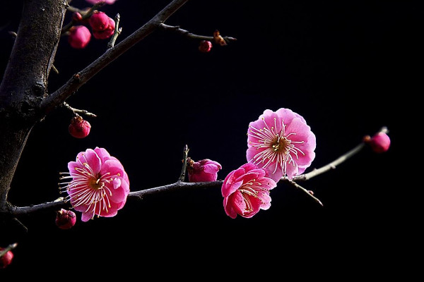 送梅花代表什麼意思