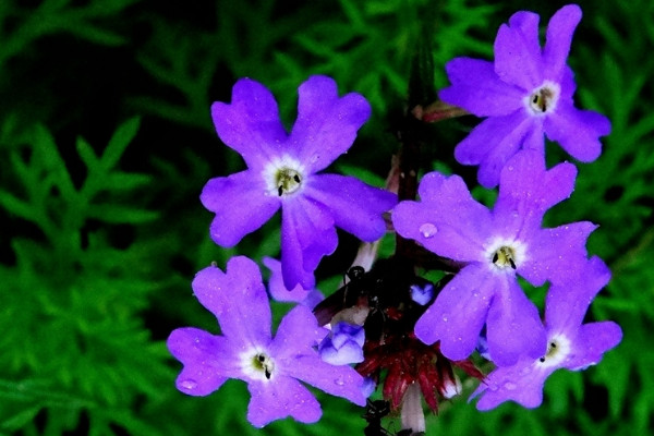 開紫花的植物