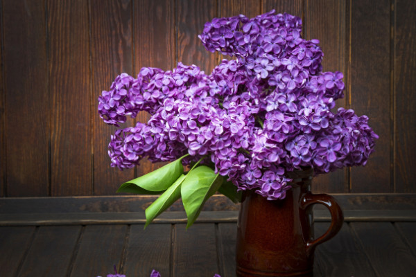 丁香花什麼季節開花