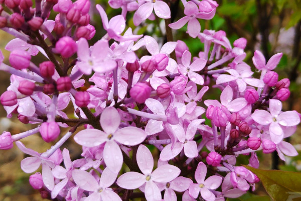 丁香花什麼季節開花