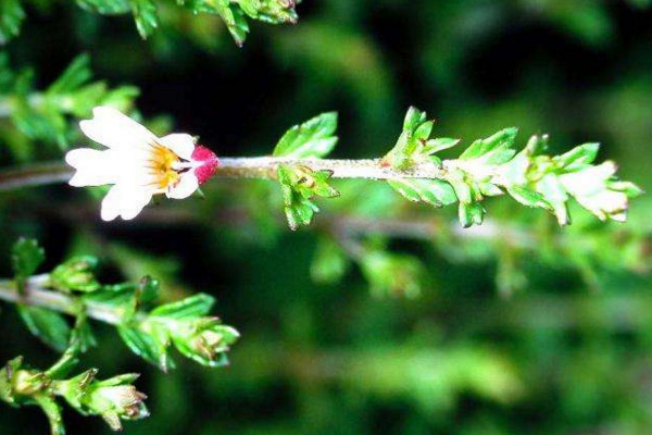 小米花的花語